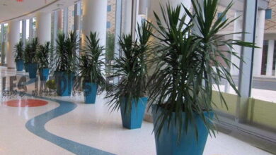 Photo of Abbinamenti di Dracaena in vaso – Scopri le piante che funzionano bene con la Dracaena