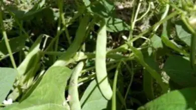 Photo of Aiutare i fagioli gialli – Cosa causa le foglie gialle sui fagioli?
