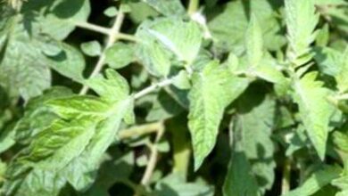 Photo of Allergie alle piante di pomodoro: curare l’eruzione cutanea del pomodoro in giardino