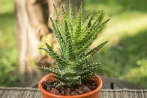 Photo of Aloe da Minnie Belle – Minnie Belle Suculent Care