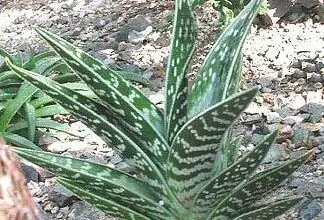 Photo of Aloe Tiger Varie : Come prendersi cura di una pianta di Aloe Tiger
