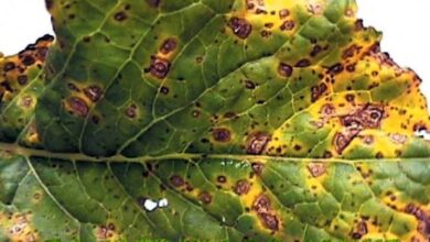 Photo of Alternaria spot foglia – Trattamento delle rape con Alternaria spot foglia