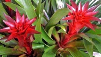 Photo of Annaffiare le Bromelie: come innaffiare una bromeliacea