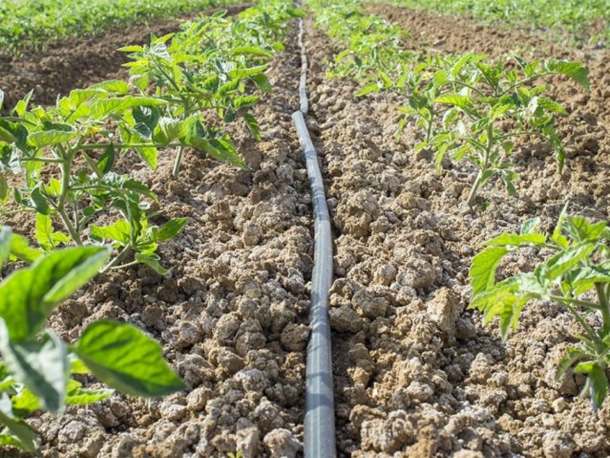 Annaffiare le piante di pomodoro - Di quanta acqua hanno ...