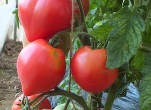 Photo of Antiche piante di pomodoro : Cos’è un pomodoro antico?