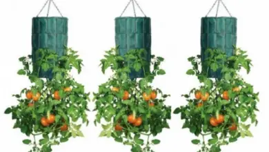 Photo of Appendiabiti per pomodori – Come appendere le piante di pomodoro al soffitto