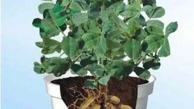 Photo of Arachidi in contenitore: come coltivare le piante di arachidi in contenitore
