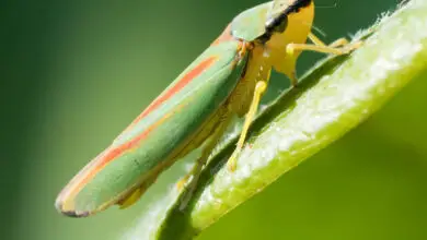 Photo of Asparagus Leafhopper fatti: Asparagus Leafhopper Control in Gardens