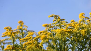 Photo of Aster giallo sugli spinaci: trattare gli spinaci con l’aster giallo