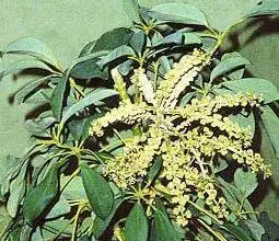 Photo of Avete fiori da Schefflera: Informazioni sui fiori di Schefflera