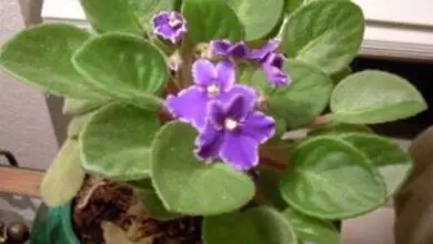 Photo of Avviare una Violetta africana – Coltivare piante di Violetta africana con semi