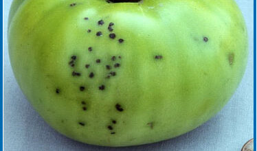 Photo of Bacterial Canker of Tomato – Trattamento del Bacterial Canker of Tomato