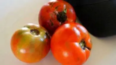 Photo of Better Boy Tomato Info – Come coltivare una pianta di pomodoro Better Boy Tomato