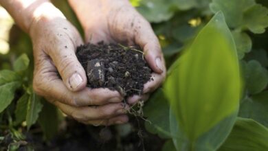 Photo of Black Root Sweet Potato: come trattare le patate dolci a radice nera in putrefazione