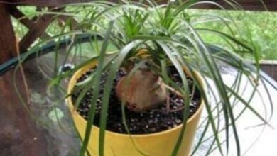 Photo of Bonsai coda: come tagliare i bonsai coda