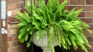 Photo of Boston Fern Outdoor: Si può coltivare una felce di Boston all’aperto?