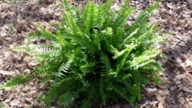 Photo of Boston Ferns Winter – Cosa fare con le felci di Boston in inverno