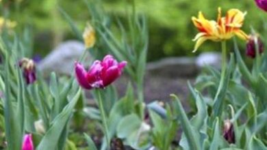 Photo of Bulbi deterrenti per cervi: bulbi da fiore che dissuadono i cervi