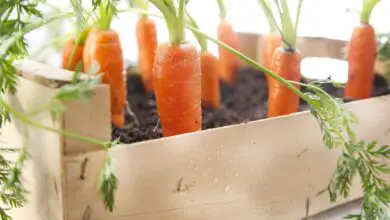 Photo of Carote in contenitore per la coltivazione di carote in contenitore – Consigli per la coltivazione di carote in contenitore
