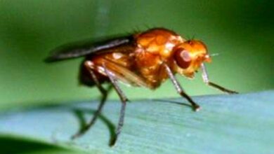 Photo of Carrot Fly Control: consigli per il controllo delle mosche della carota