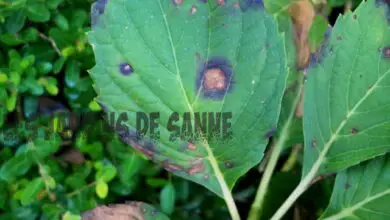 Photo of Cercospora Leaf Spot: Per saperne di più sul trattamento Cercospora