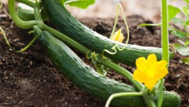 Photo of Cetrioli in vaso: imparare a piantare i cetrioli in un contenitore