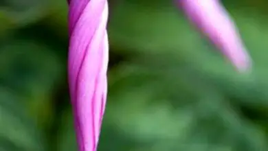 Photo of Ciclamino non fiorito: motivi per cui i germogli di ciclamino non si aprono