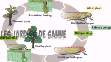 Photo of Ciclo di vita del fitoplasma – Cos’è la malattia del fitoplasma nelle piante?