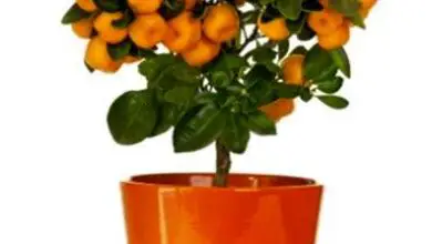 Photo of Coltivare alberi da frutta come il bonsai: per saperne di più sulla cura degli alberi da frutta