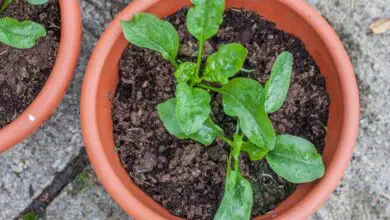 Photo of Coltivare gli spinaci in vaso: come coltivare gli spinaci in vaso