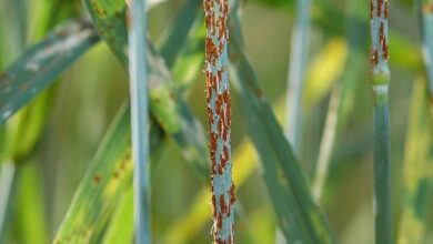 Photo of Coltivare la ruggine dell’avena – Consigli per il trattamento della malattia della ruggine dell’avena