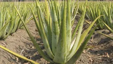 Photo of Coltivare l’Aloe all’esterno: l’Aloe può essere coltivata all’esterno?