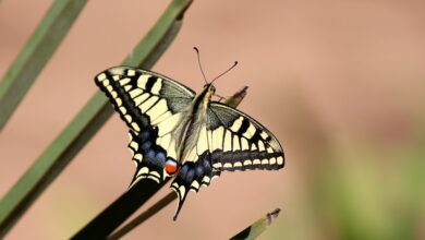 Photo of Coltivare le carote per la farfalla a coda di rondine nera: Le code di rondine nere mangiano le carote.