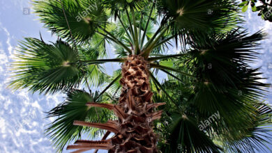 Photo of Coltivare le palme a fusello: come prendersi cura di una palma a fusello