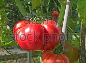 Photo of Coltivare le piante di pomodoro bistecca di manzo in giardino