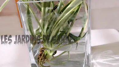 Photo of Coltivare piante di ragno in acqua: si possono coltivare piante di ragno solo in acqua?