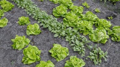 Photo of Coltivare un orto di insalate: imparare a coltivare le verdure in vaso