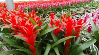 Photo of Coltivare una bromeliacea e curare una pianta di bromeliacea