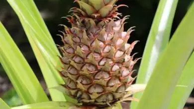 Photo of Coltivare una varietà di ananas: come prendersi cura di una varietà di ananas