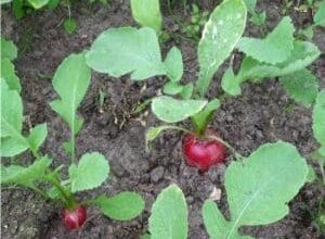 Photo of Coltivazione del ravanello – Come coltivare un ravanello