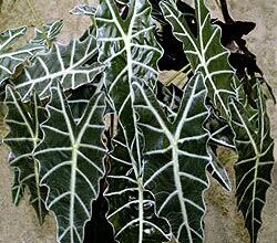 Photo of Coltivazione della pianta di kris Alocasia: Informazioni sulla coltivazione dell’Alocasia indoor