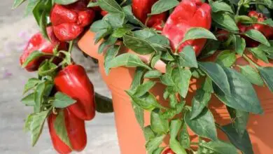 Photo of Coltivazione di peperoni in vaso: come coltivare le piante di pepe in contenitore