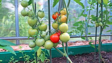 Photo of Coltivazione di pomodori ad anello – Scopri la coltivazione del pomodoro ad anello