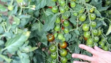Photo of Coltivazione di pomodori al chiuso – Consigli per la coltivazione di piante di pomodoro al chiuso durante i mesi invernali