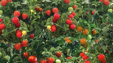 Photo of Coltivazione di pomodori ciliegini – Piantagione e raccolta di pomodori ciliegini