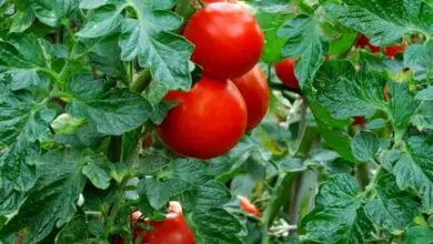 Photo of Coltivazione di pomodori senza semi – Tipi di pomodori senza semi per l’orto