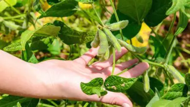 Photo of Coltivazione di soia: informazioni sulla soia in giardino