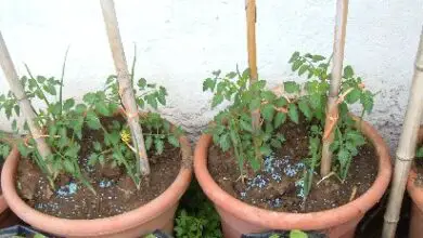 Photo of Come coltivare i pomodori in vasi e contenitori