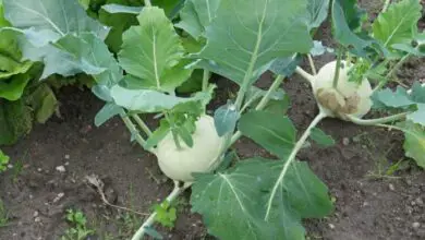 Photo of Come coltivare il cavolo rapa – Coltivare il cavolo rapa nel tuo giardino