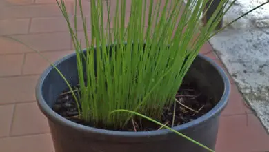 Photo of Come coltivare l’erba cipollina in casa